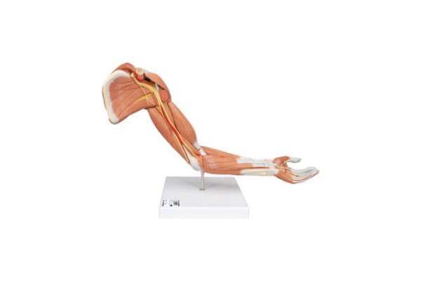 model ramienia mięśniowego w naturalnej wielkości, 6 części - 3b smart anatomy - 1000347 [m11] 3b scientific modele anatomiczne 2